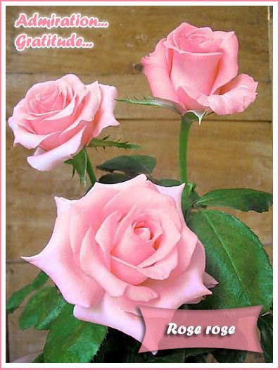 LANGAGE DES FLEURS - ROSE ROSE